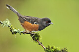 Image. Spotted Towhee