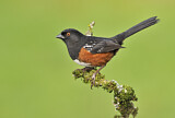 Image. Spotted Towhee