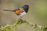 Image. Spotted Towhee