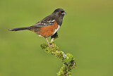 Image. Spotted Towhee
