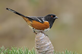 Image. Spotted Towhee