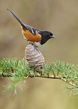 Image. Spotted Towhee