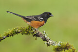 Image. Spotted Towhee