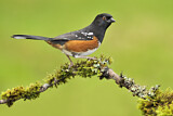 Image. Spotted Towhee