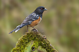 Image. Spotted Towhee