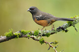 Image. Spotted Towhee