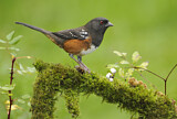 Image. Spotted Towhee