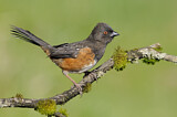 Image. Spotted Towhee