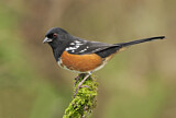 Image. Spotted Towhee