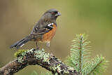 Image. Spotted Towhee