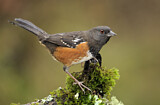 Image. Spotted Towhee
