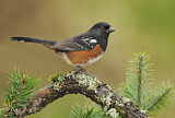 Image. Spotted Towhee