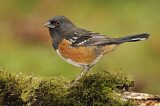 Image. Spotted Towhee
