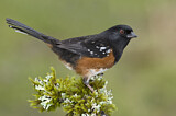 Image. Spotted Towhee