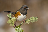 Image. Spotted Towhee