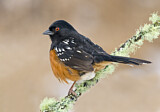 Image. Spotted Towhee