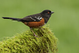 Image. Spotted Towhee