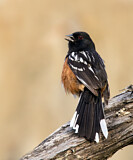Image. Spotted Towhee