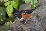 Image. Spotted Towhee