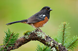 Image. Spotted Towhee