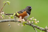 Image. Spotted Towhee