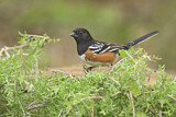 Image. Spotted Towhee