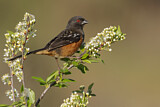 Image. Spotted Towhee