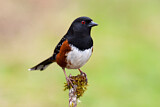 Image. Spotted Towhee