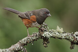 Image. Spotted Towhee