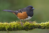 Image. Spotted Towhee