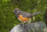 Image. Spotted Towhee