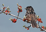 Image. Spotted Towhee