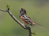 Image. Spotted Towhee