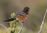 Image. Spotted Towhee