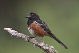 Image. Spotted Towhee
