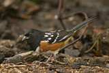 Image. Spotted Towhee