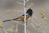 Image. Spotted Towhee