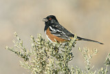 Image. Spotted Towhee
