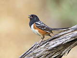 Image. Spotted Towhee