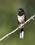 Image. Spotted Towhee