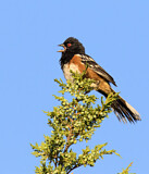 Image. Spotted Towhee
