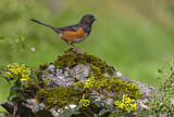 Image. Spotted Towhee