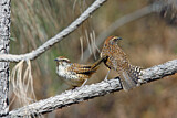 Image. Spotted Wren