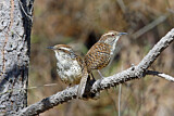 Image. Spotted Wren