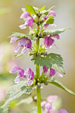 Image. Spotted deadnettle
