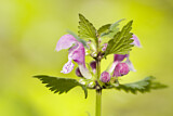 Image. Spotted deadnettle