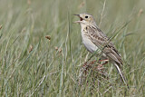 Image. Sprague's Pipit