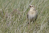 Image. Sprague's Pipit