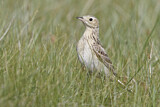 Image. Sprague's Pipit