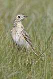 Image. Sprague's Pipit